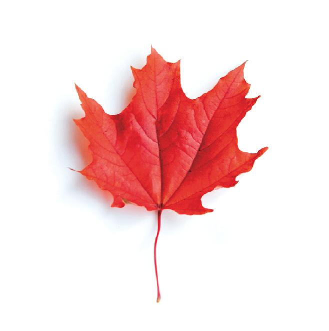 mapleleaf