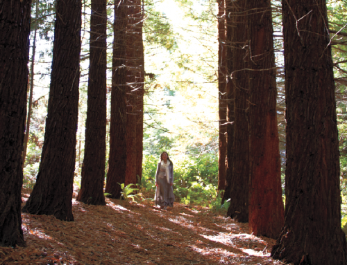 The Sequoia Grove